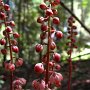 Wintergreen (Pyrola picta): Natives called “mixotrophs”–they produce part of their food & steal the rest  via mycorrhizal fungi attached to other plants.